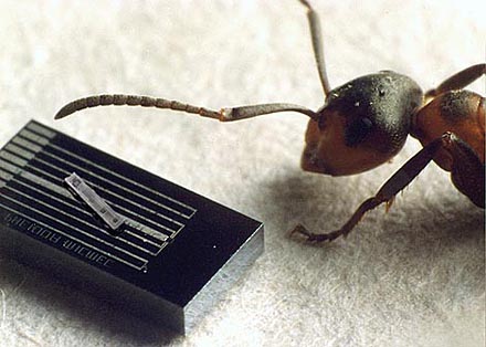 Här är en trycksensor, storleksmässigt jämförd med en myra