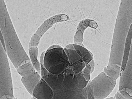 Bild på spindel tagen med Excillums röntgenteknik Liquid Jet Technology.