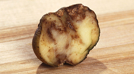 Så här kan potatismöglet se ut
