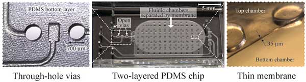 Through-hole vias, two-layered PDMS chip