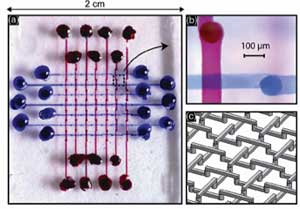 Two-layered basket weave structure 
fabricated using targeted inhibition of PDMS
