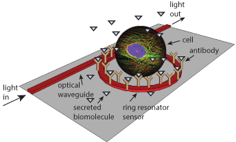 The sensor works by trapping light in a ring that encircles the cell at close range. When secreted biomolecules bind to the ring's surface, the speed of the light captured is altered.
