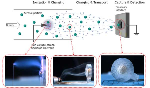 Electrostatic flow is used to capture airborne pathogens onto a QCM transducer