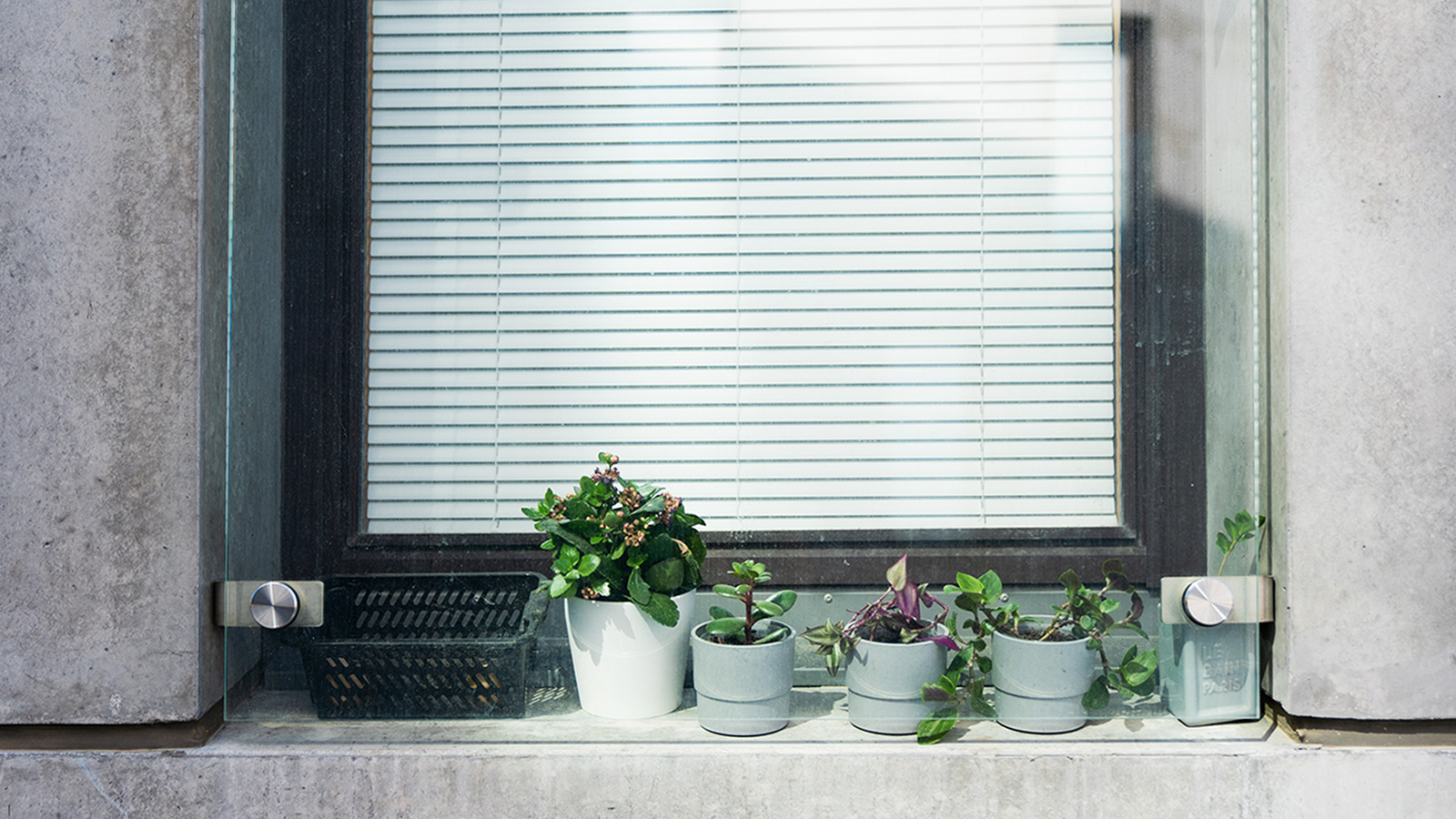 Krukväxter utanför fönster med persienner. 