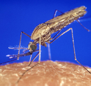 Närbild på en mygga som suger blod från en människa.