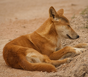 En dingo ligger ned och vilar i en miljö av sand och grus.