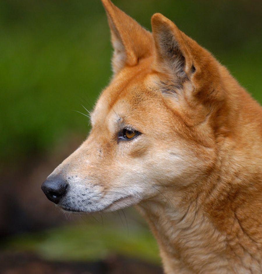How did the dingo become a wild animal? | KTH