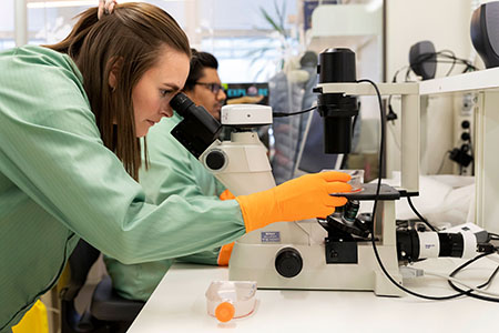 Doctoral students Madeleine Pettersson and Akshay Murali check cells with a microscope.