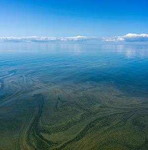 Plankton som täcker vattenytan i Östersjön.