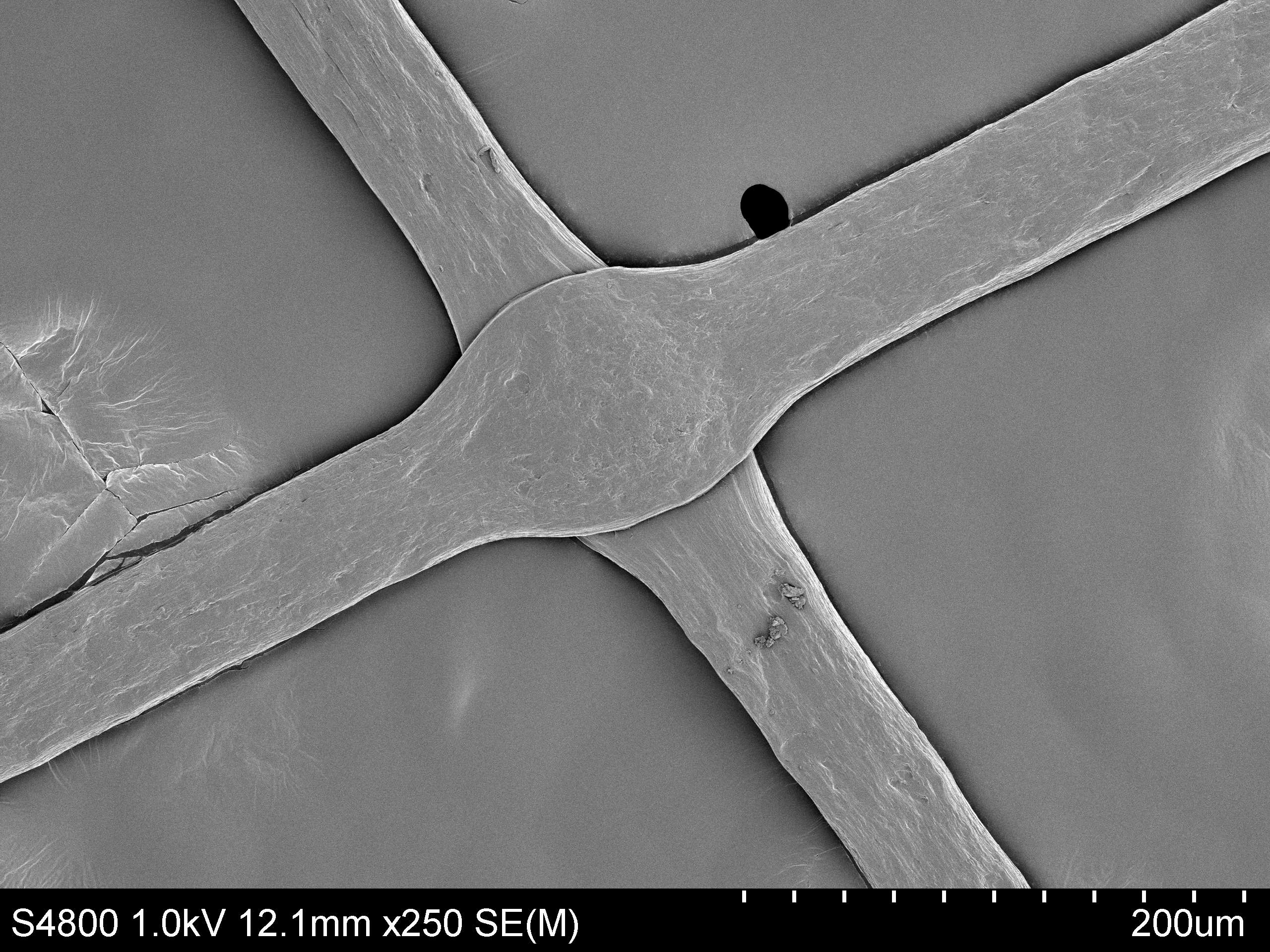 Microscopic picture of highly aligned, strong model filaments of cellulose.