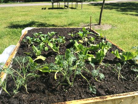 Sticklingarna frodas